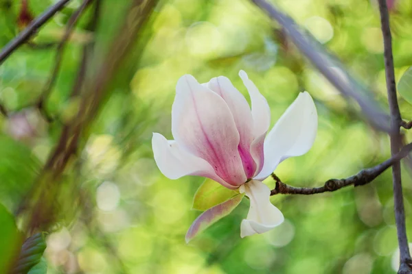 Blossoming of pink magnolia flowers in spring time — Stock Photo, Image