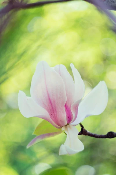 Цвітіння рожевих квітів магнолії навесні — стокове фото