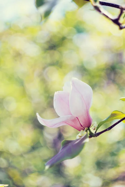 Florecimiento de flores de magnolia rosa en primavera — Foto de Stock