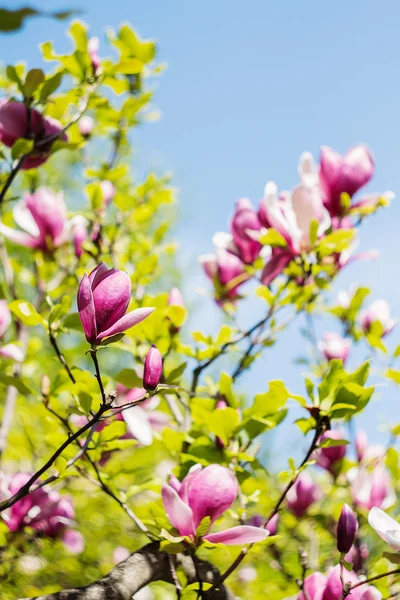 Blossoming of pink magnolia flowers in spring time — Stock Photo, Image