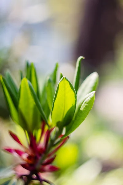 Płytkiej ostrości Rhododendron liści — Zdjęcie stockowe