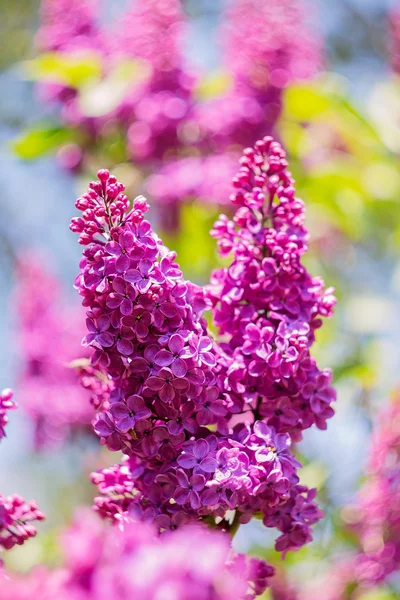 Mooie paarse lila bloemen buiten — Stockfoto