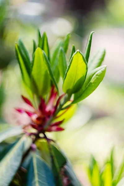 Ondiepe focus van Rhododendron bladeren — Stockfoto