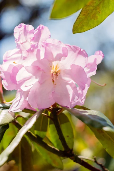 Rosa tropiska blommor — Stockfoto