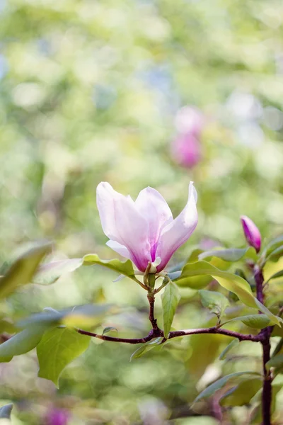 Квітки рожеві Магнолія — стокове фото