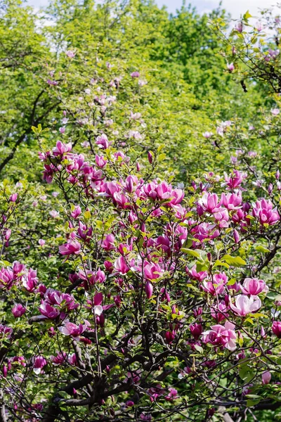 Rosa Magnolienbaum — Stockfoto