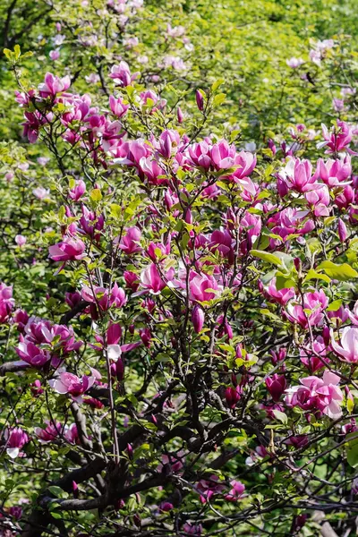 Pink magnolia tree — Stock Photo, Image