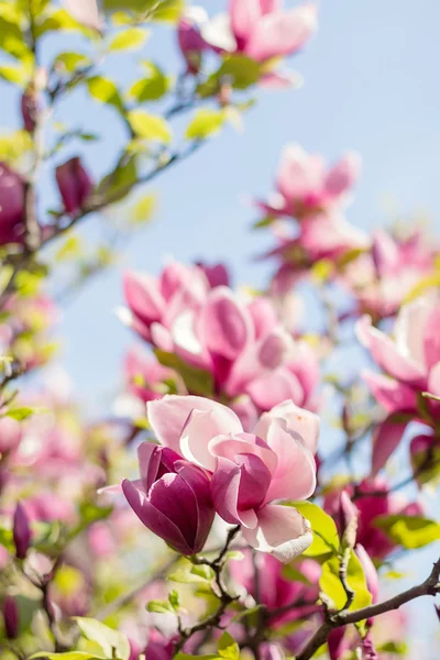Blossoming of pink magnolia flowers in spring time — Stock Photo, Image
