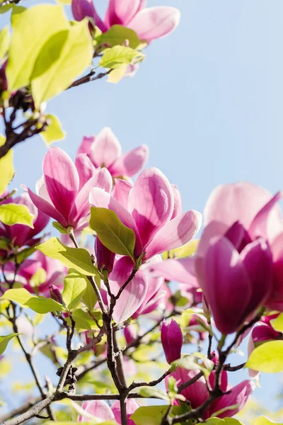 Van roze magnolia bloemen bloeien in de lente — Stockfoto