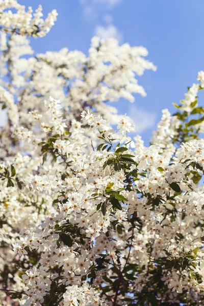 Frühlingsbaum mit weißen Blüten — Stockfoto