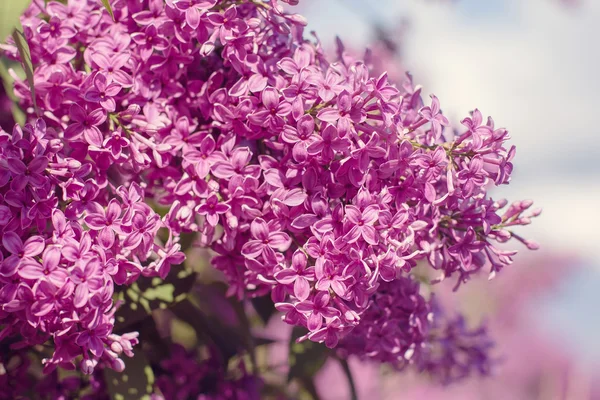 Красивые фиолетовые сиреневые цветы на открытом воздухе — стоковое фото