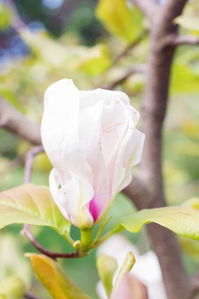 Blossoming of white magnolia flowers in spring time Stock Photo