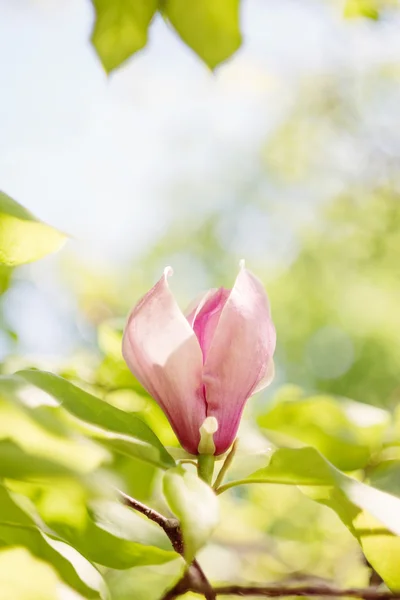 Blossoming of pink magnolia flowers in spring time Royalty Free Stock Images