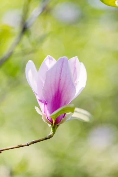 Pink magnolia flower Stock Image