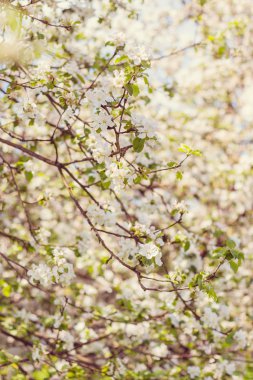 Elma ağacı çiçeği.