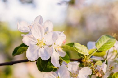 Elma ağacı çiçeği ufuk arka plan üzerinde