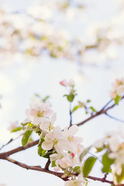 Apfelbaumblüte vor entstelltem Hintergrund — Stockfoto