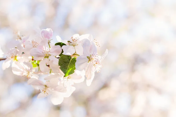 Apfelbaumblüte vor entstelltem Hintergrund — Stockfoto