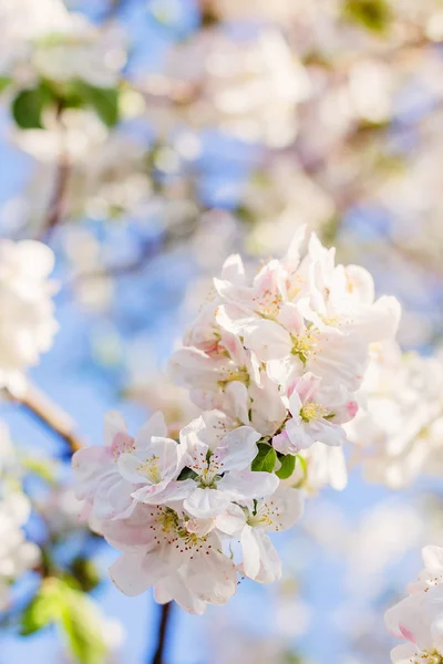 Elma ağacı çiçeği ufuk arka plan üzerinde — Stok fotoğraf