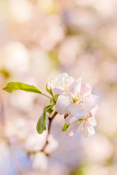 Flor de árvore de maçã no fundo desfocado — Fotografia de Stock