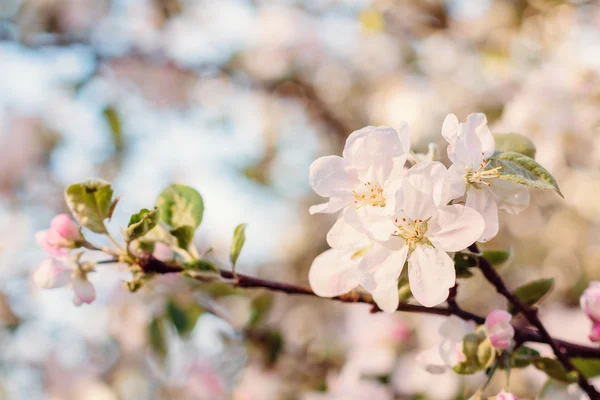 Flor de árvore de maçã no fundo desfocado — Fotografia de Stock