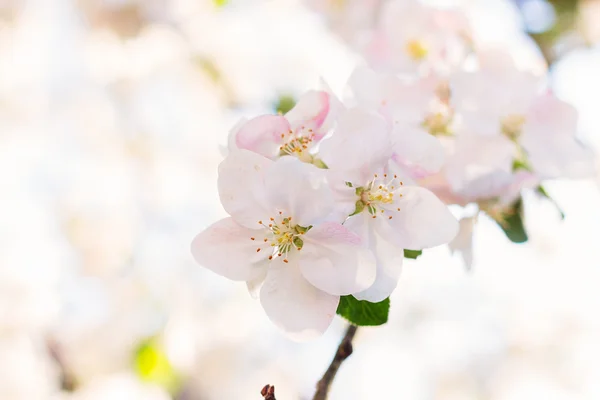 Цветение яблони на обезжиренном фоне — стоковое фото