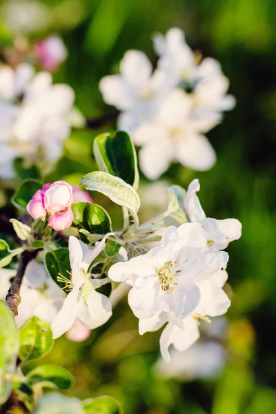 Apfelbaumblüte vor entstelltem Hintergrund — Stockfoto