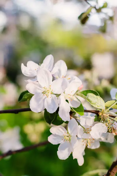Elma ağacı çiçeği ufuk arka plan üzerinde — Stok fotoğraf