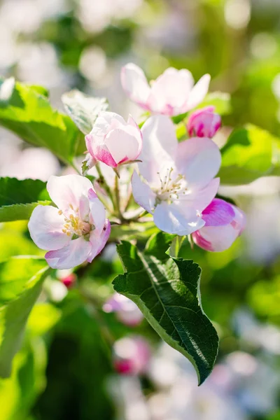 Äppelblom träd på defocused bakgrund — Stockfoto