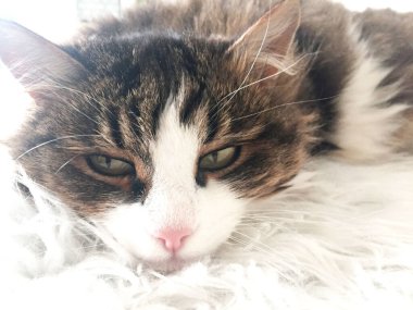 Üzgün pofuduk kedi, beyaz üzerine uzan