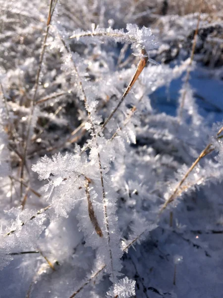 Frost Auf Dem Gras Einem Sonnigen Wintertag — Stockfoto