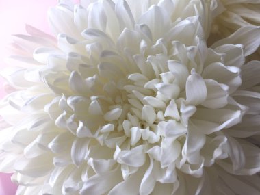 Beyaz kasımpatı çiçeği pembe arka planda yakın plan