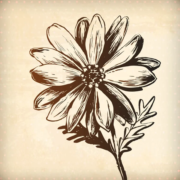 Elle çizilmiş papatya çiçek — Stok Vektör