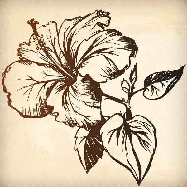 Hand drawn  hibiscus flower — Stock Vector