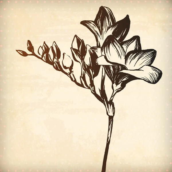 Цветочный цветок фрезии — стоковый вектор