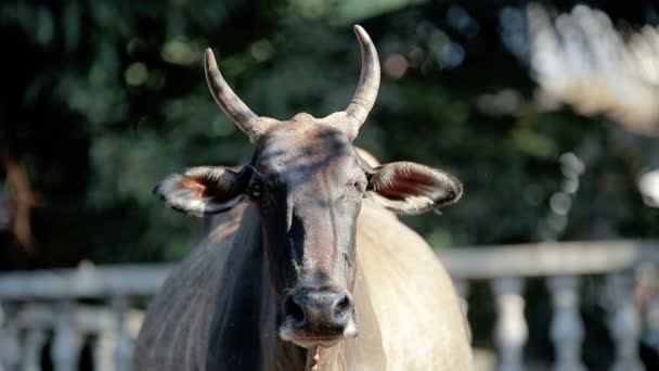 Vaca indiana pela estrada — Vídeo de Stock