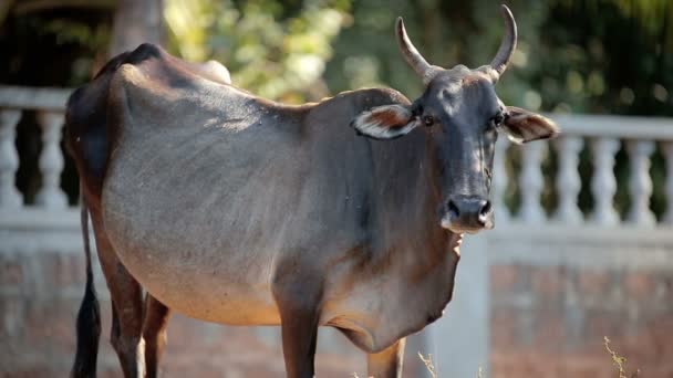Индийская корова у дороги — стоковое видео