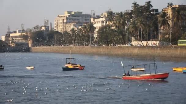 Bateaux de touristes et de pêcheurs près du port — Video