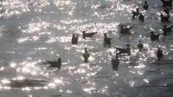 Gaviotas en el agua junto al puerto — Vídeo de stock