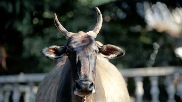 Vaca indiana pela estrada — Vídeo de Stock