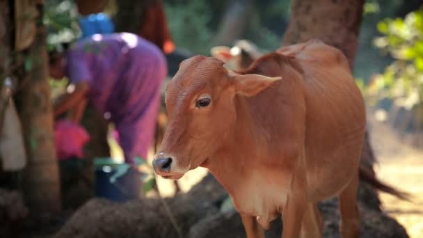 Vaca no campo indiano — Vídeo de Stock