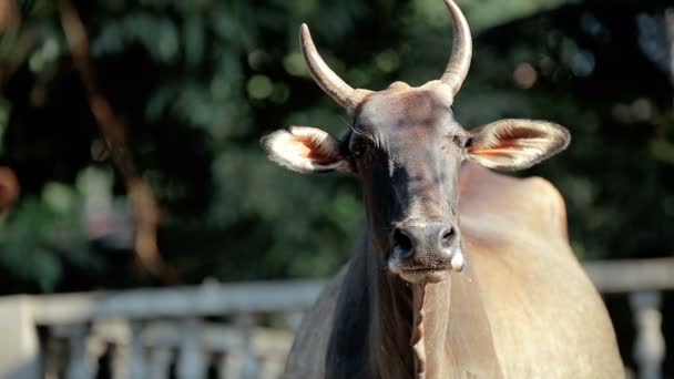 Vaca indiana pela estrada — Vídeo de Stock