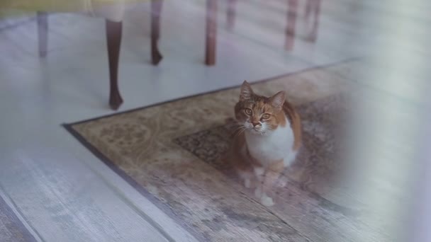 Кота, сидящего на полу у окна — стоковое видео