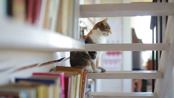 Молодой кот сидит на лестнице — стоковое видео