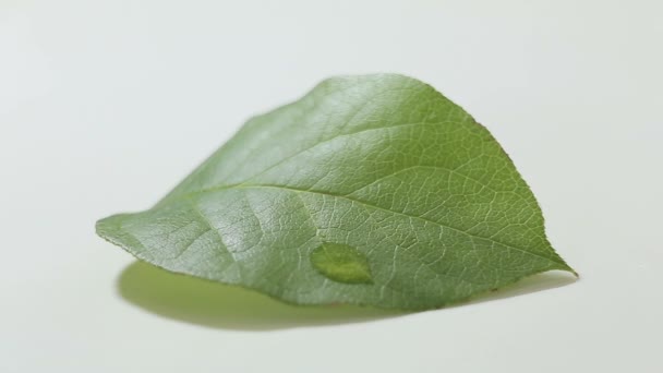 Dropping water on green plant leaf — Stock Video