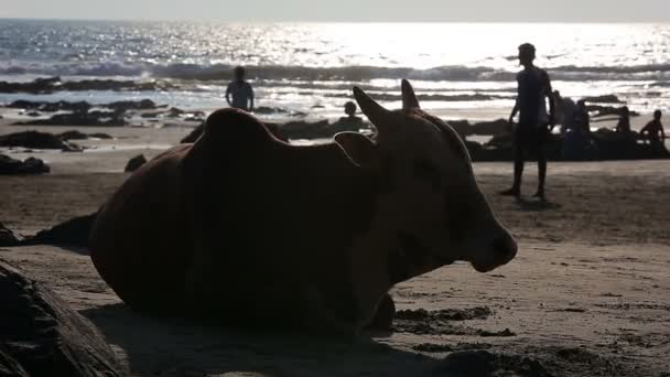Корова відпочиває на пляжі — стокове відео
