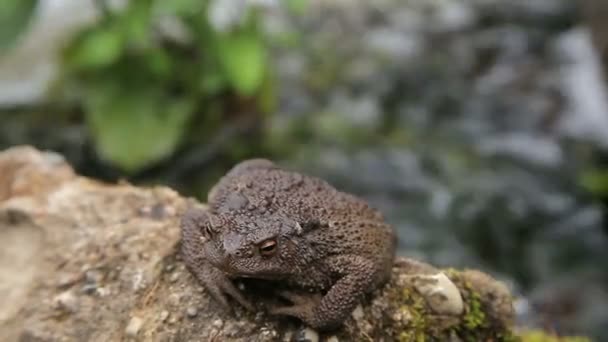 Toad zonnebaden op de rots — Stockvideo