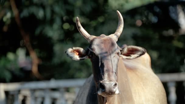 Vaca indiana pela estrada — Vídeo de Stock