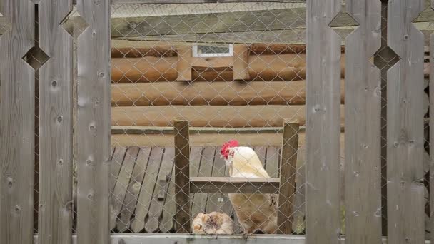 Rooster crowing in a chicken coop — Stock Video