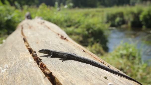 Lézard se prélassant au soleil du matin — Video